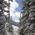 Aspen snowshoe Aspen snowshoe