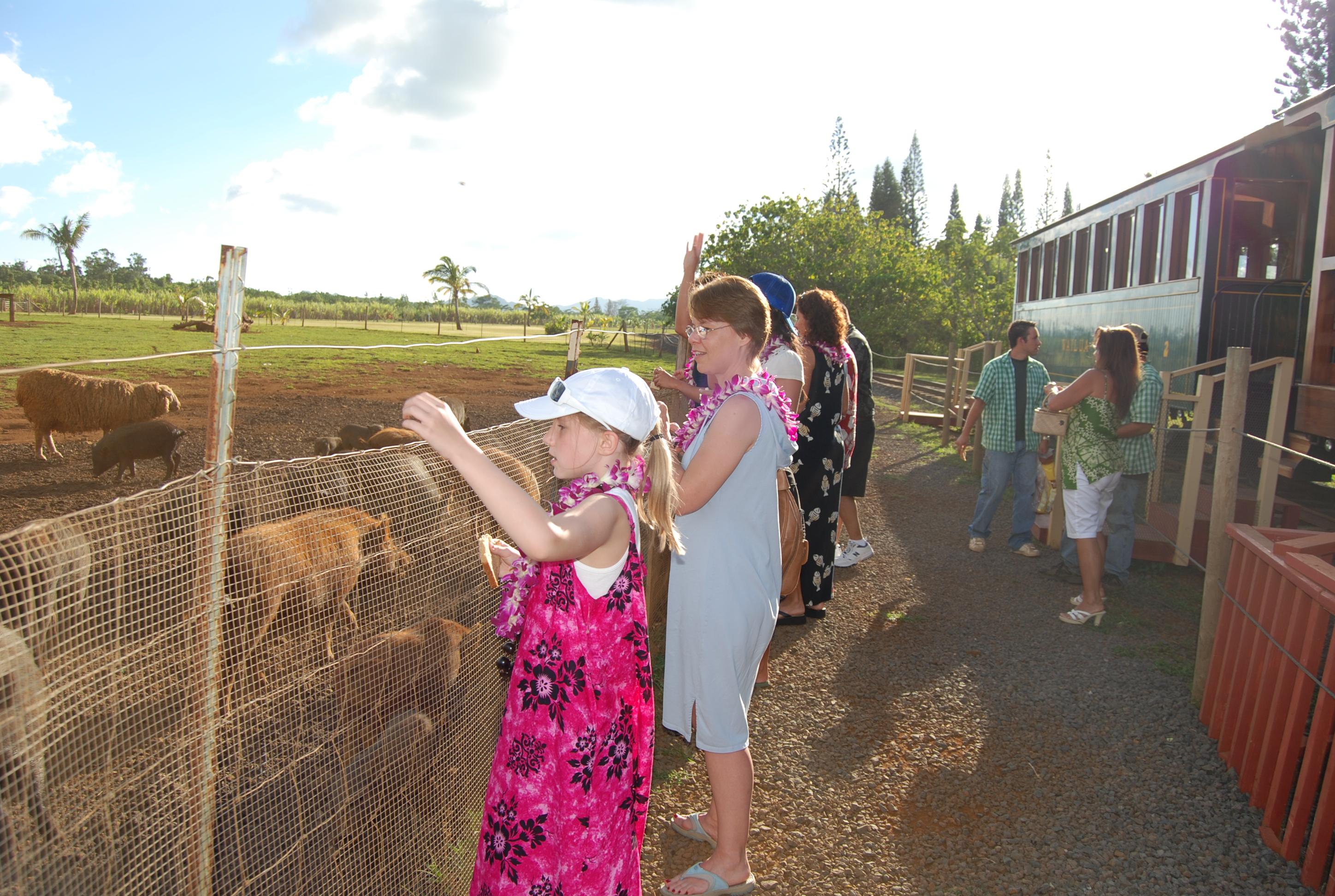 Feeding the Wild Pigs