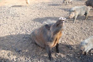 Mama Pig