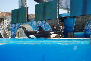 SeaWorld