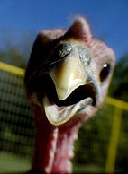You eat WHAT for Thanksgiving?! (Guy Reynolds) You eat WHAT for Thanskgiving?! (Guy Reynolds)