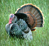 Flying Over the Thanksgiving Holiday is a Recipe for Disaster (Comic Sailors) Flying Over the Thanksgiving Holiday is a Recipe for Disaster (Comic Sailors)