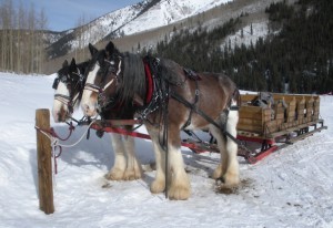 pinehorse