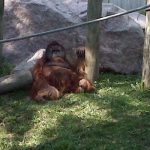 Como Zoo Orangutan