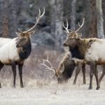 elk elk