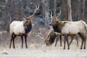 elk