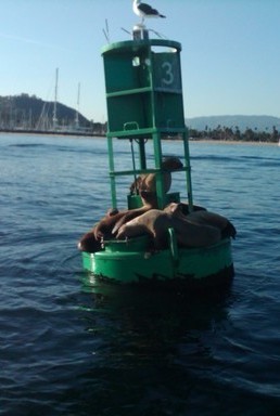Santa Barbara California Sea Lions