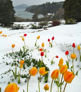 tulips-in-snow If it's springtime in Patagonia, be prepared for sudden changes in the weather!