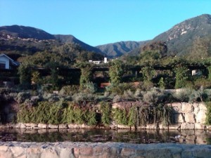 Citrus and herb garden at SYR near Santa Barbara Best hotel in Montecito