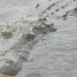 mexcroc