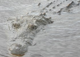mexcroc