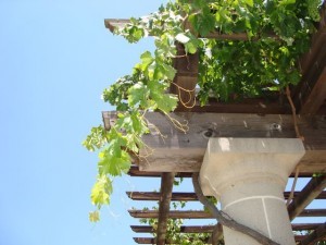 Napa Valley; Joseph Phelps Vineyard