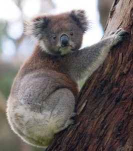 Koala in Australia (wikicommons)