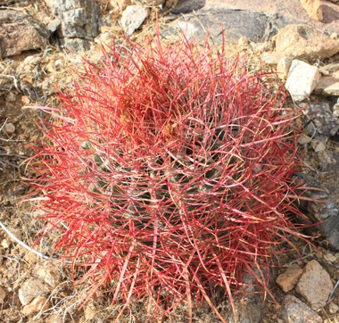 jtcactus Cactus in Joshua Tree