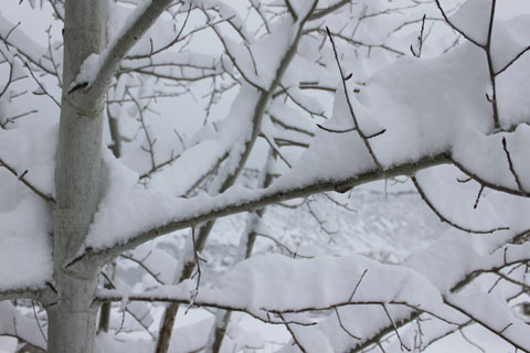 spring snow Colorado