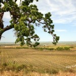 Paso Robles East Side Wineries in California *Alan and Donna Hull)