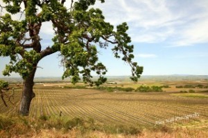 paso-robles-east-side-wineries (Alan and Donna Hull) Paso Robles East Side Wineries, California (Alan and Donna Hull)