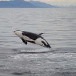 Alaska small ship cruise orcas breaching (Jennifer Miner) Alaska small ship cruise orcas breaching (Jennifer Miner)