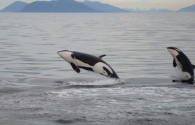 Alaska small ship cruise orcas breaching (Jennifer Miner) Alaska small ship cruise orcas breaching (Jennifer Miner)