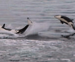 orcas breaching in southeast Alaska inside passage (david miner) orcas breaching in southeast Alaska inside passage (david miner)