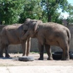 Buffalo Zoo Elephants by Jeff Blair Buffalo Zoo Elephants by Jeff Blair