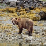 brown bear in southeast Alaska (Jennifer Miner) brown bear in southeast Alaska (Jennifer Miner)