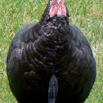 Thankful Turkey Avoids Thanksgiving (Sage via flickr) Thankful Turkey Avoids Thanksgiving (Sage via flickr)