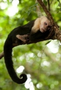 Monkey Costa Rica Rainforest (True Nature Education)