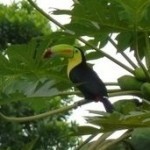 Costa Rica Rainforest Toucan Costa Rica Rainforest Toucan (Jennifer Miner)