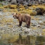Alaska Inside Passage Brown Bear (Jennifer Miner)