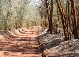 ironwood forest
