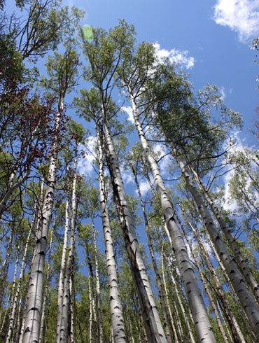 aspen trees