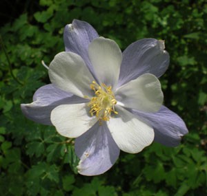 columbine