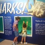 Shark tank at Clearwater Marine Aquarium in Florida (Traci Suppa) Shark tank at Clearwater Marine Aquarium in Florida (Traci Suppa)