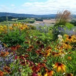 Wildflowers+at+Penner-Ash+Vineyards+near+Portland,+Oregon+(Jennifer+Miner) Wildflowers+at+Penner-Ash+Vineyards+near+Portland,+Oregon+(Jennifer+Miner)