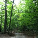lake todd house - road