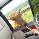 six flags wild safari
