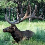 Reindeer Reindeer