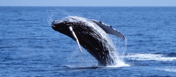 Grey whales and humpback whales spend winters around Hawaii (prideofmaui.com) Grey whales and humpback whales spend winters around Hawaii (prideofmaui.com)