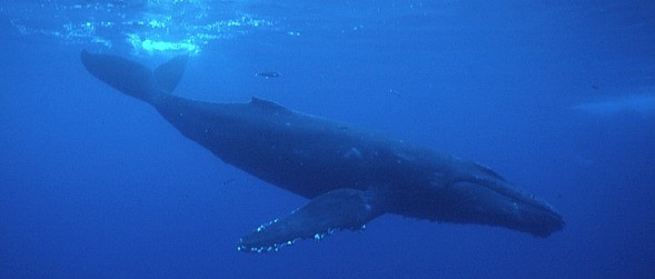 Maui Whale Watching Tours (prideofmaui.com) Maui Whale Watching Tours (prideofmaui.com)