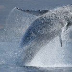 Whale watching off southern coast of Maui, Hawaii (prideofmaui.com)