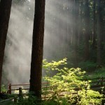 Summer Rainforest in Olympic National Park (Jennifer Miner)