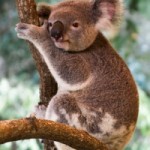 koala australia koala from sxc.hu