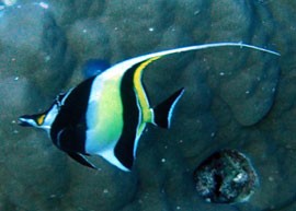 fish