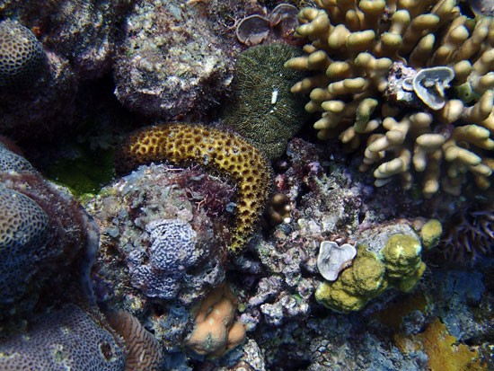 scuba-colors