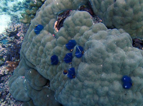 scuba-coral