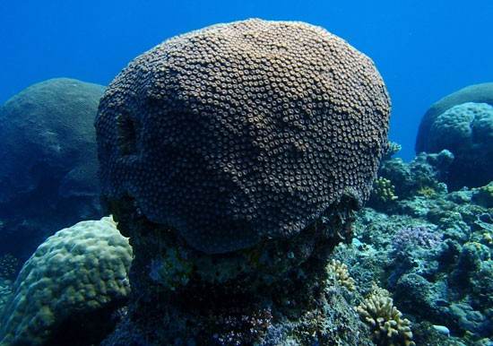 scuba-weird-thing