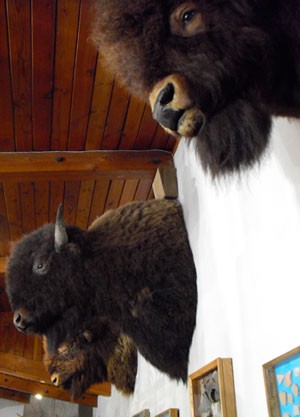 buffalo heads at the pepper pod buffalo heads at the pepper pod restaurant