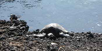 waikoloa-turtle