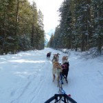Dog Sledding Spray Lakes Banff National Park Canada (Jennifer Mienr)